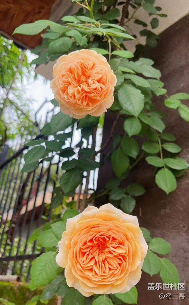 【去有风的地方】花开了