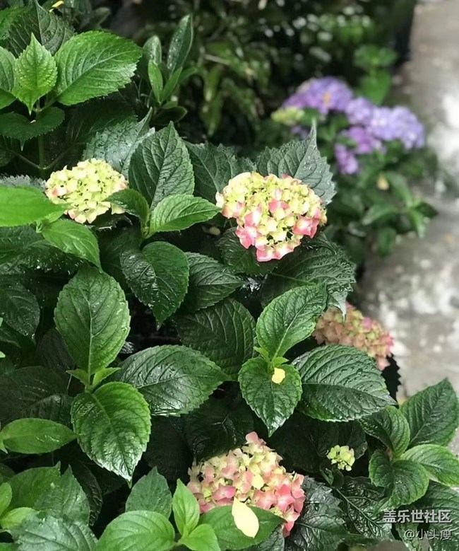 【捕捉初夏之美】绣球花