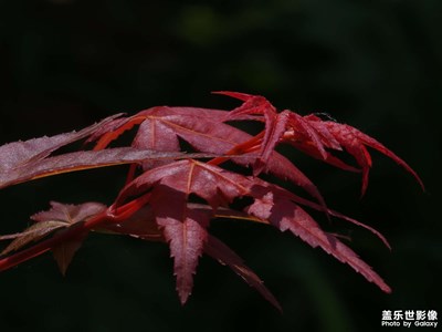 【春深夏浅】+花草树木