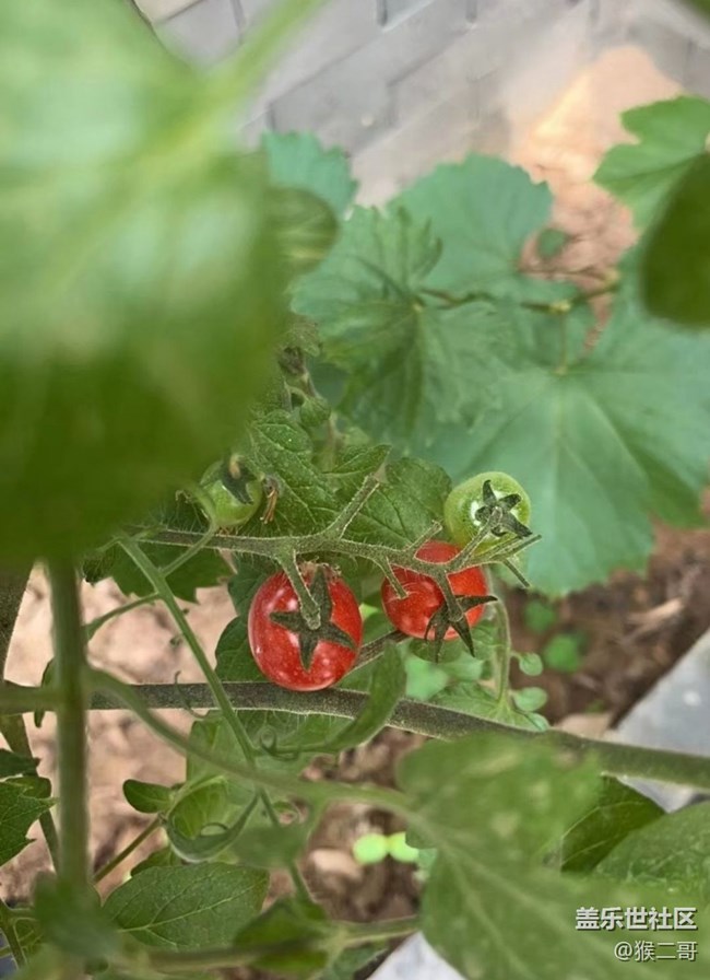 【去有风的地方】花开了