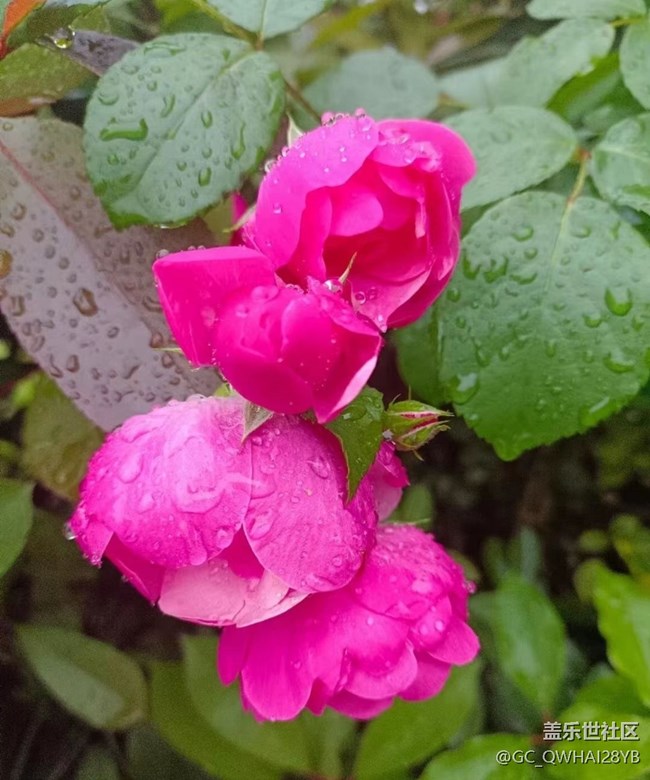 【捕捉初夏之美】花儿开