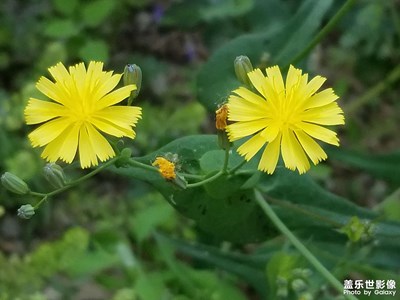 【春深夏浅】+夏花