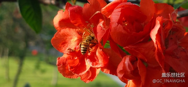 花花