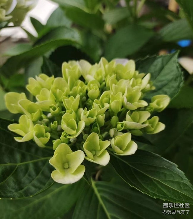 【捕捉初夏之美】绣球花