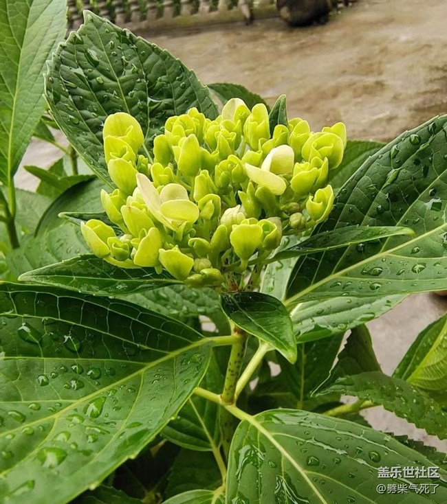 【捕捉初夏之美】绣球花