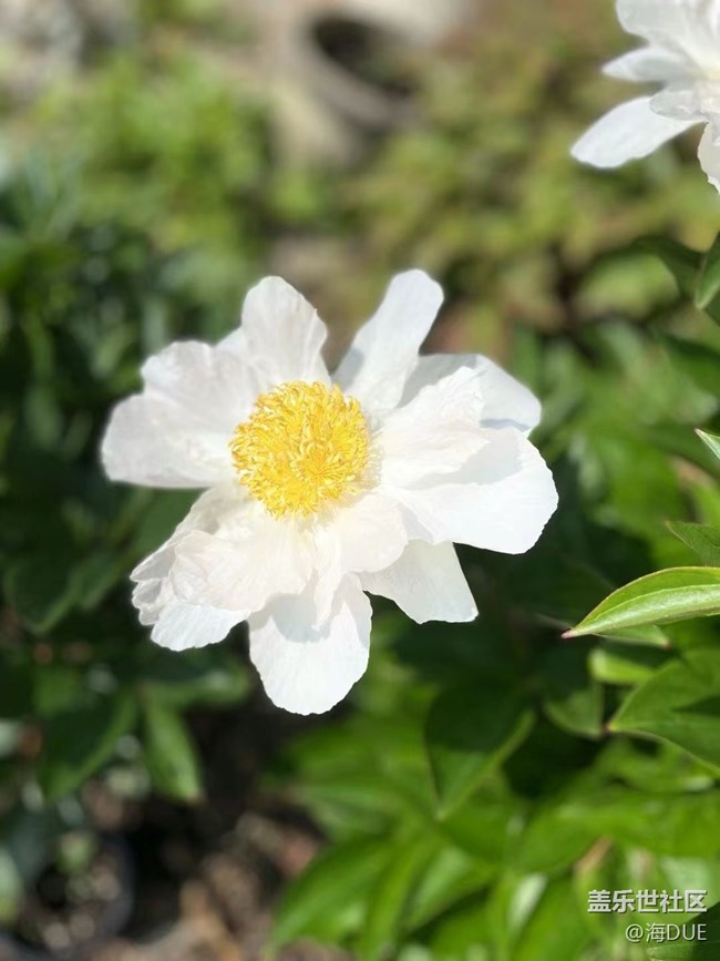【轻夏趣生活】芍药花