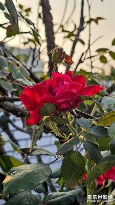 【春深夏浅】+雨后初晴，花园看花