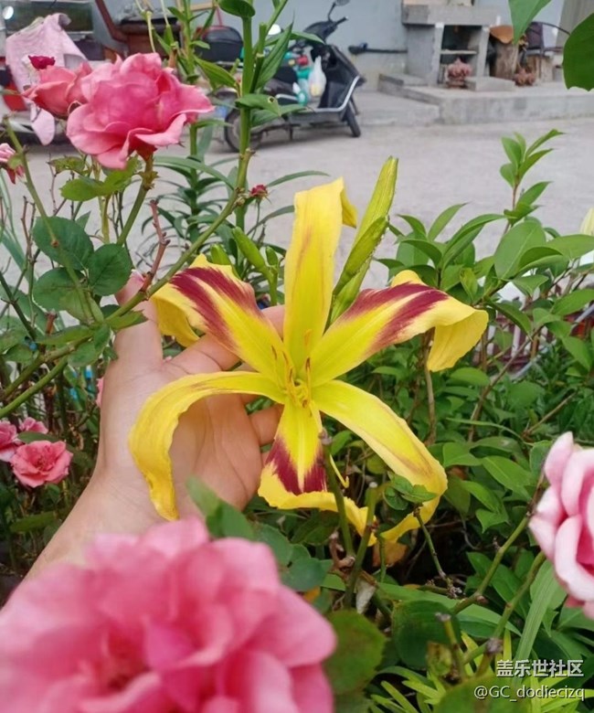 【去有风的地方】花又开