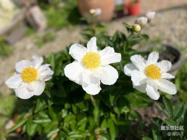 【轻夏趣生活】芍药花
