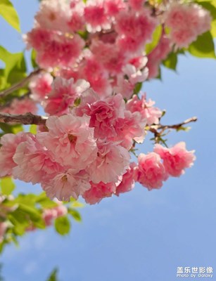 【春深夏浅】+浪漫的季节