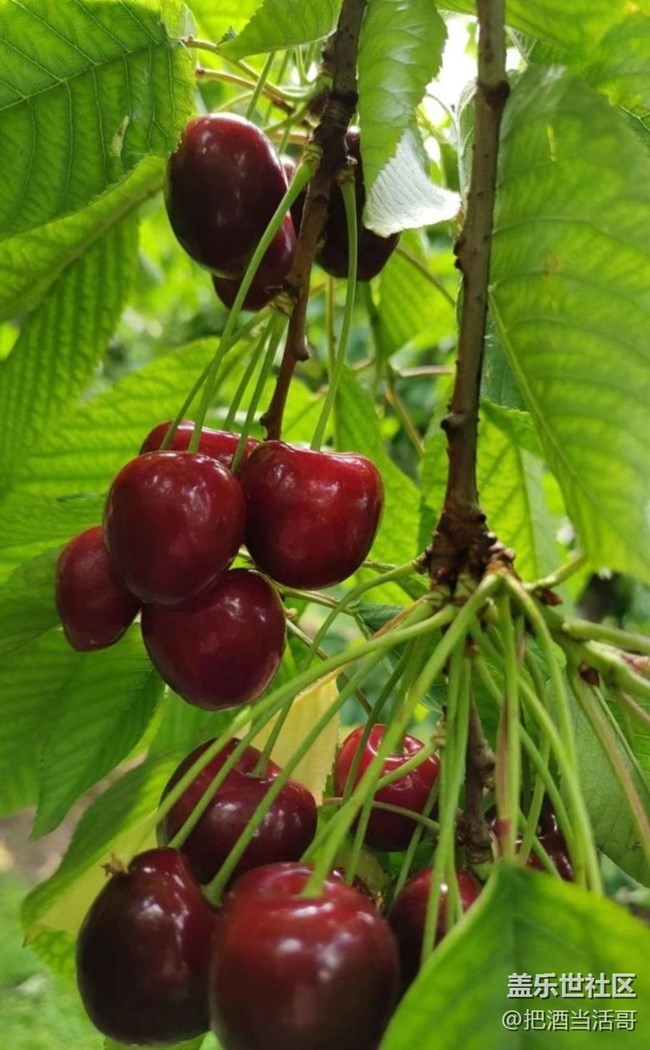 【记录每一帧】采摘