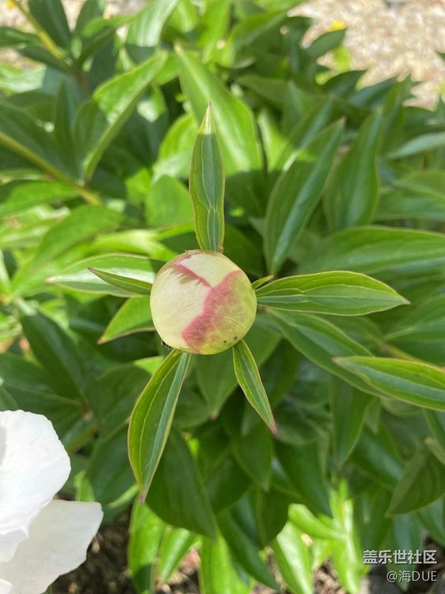 【轻夏趣生活】芍药花