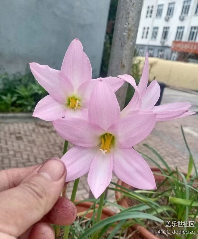 【去有风的地方】花又开