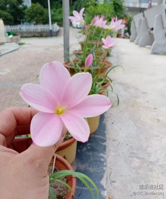 【去有风的地方】花又开