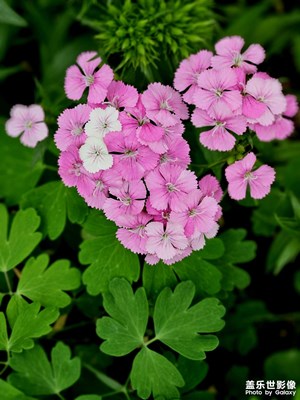 撒花花