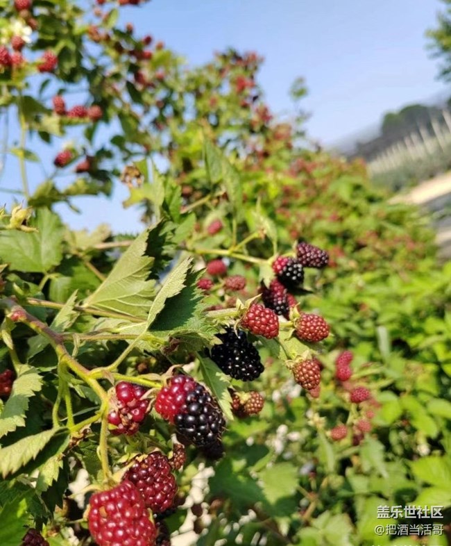 【记录每一帧】采摘