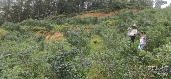 【去有风的地方】摘蓝莓