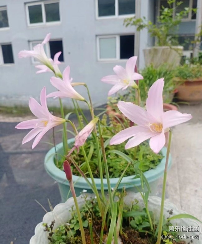 【去有风的地方】花又开
