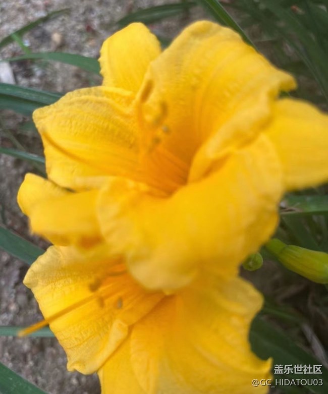 【初夏的颜色】美丽花儿