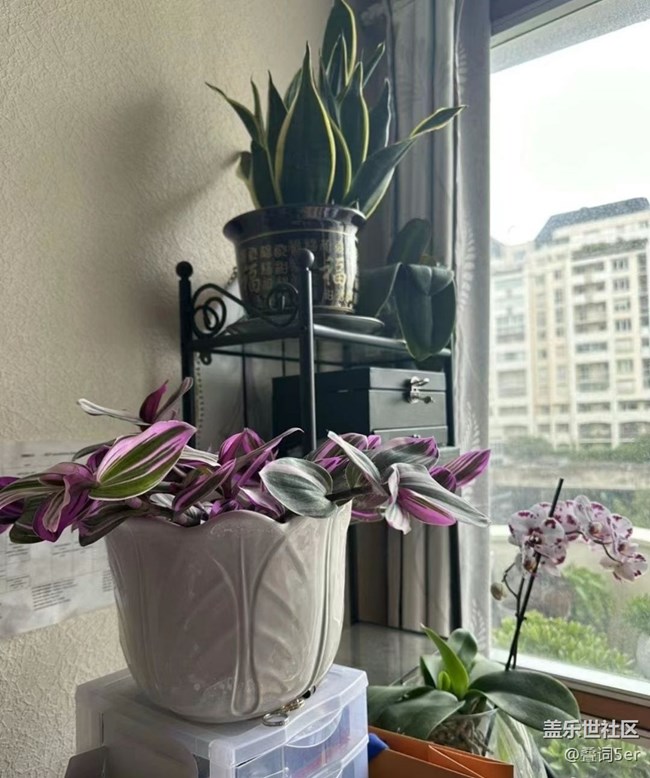 【记录每一帧】小盆栽
