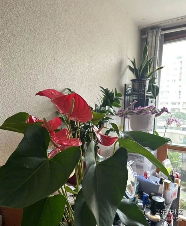 【记录每一帧】小盆栽