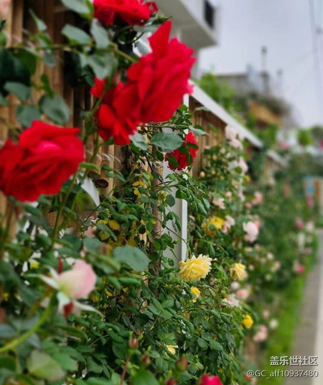 【记录每一帧】路过拍