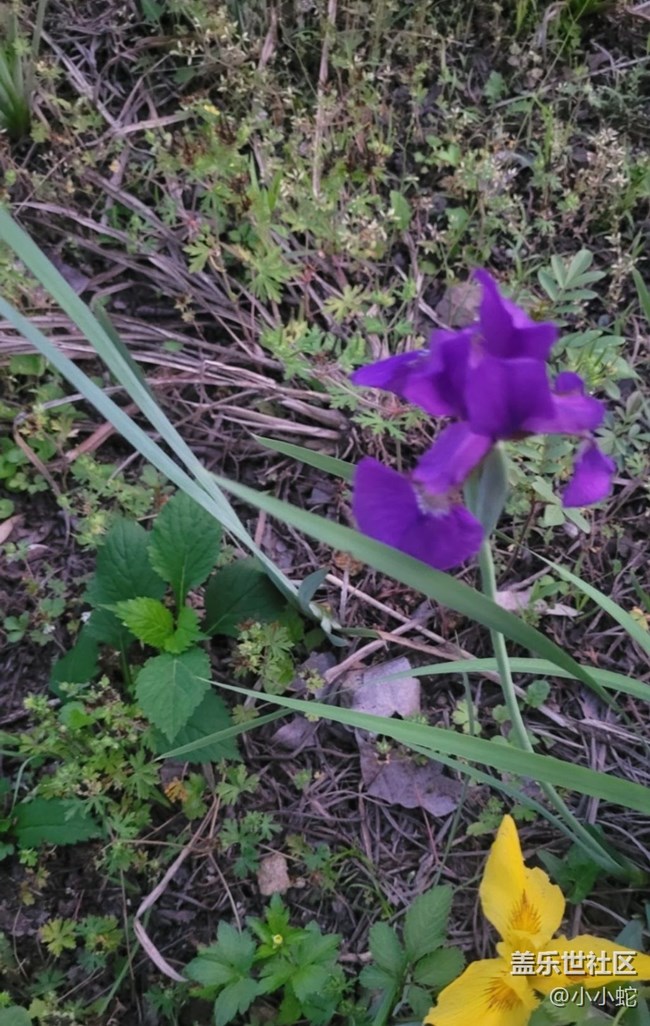 【初夏的颜色】三色花