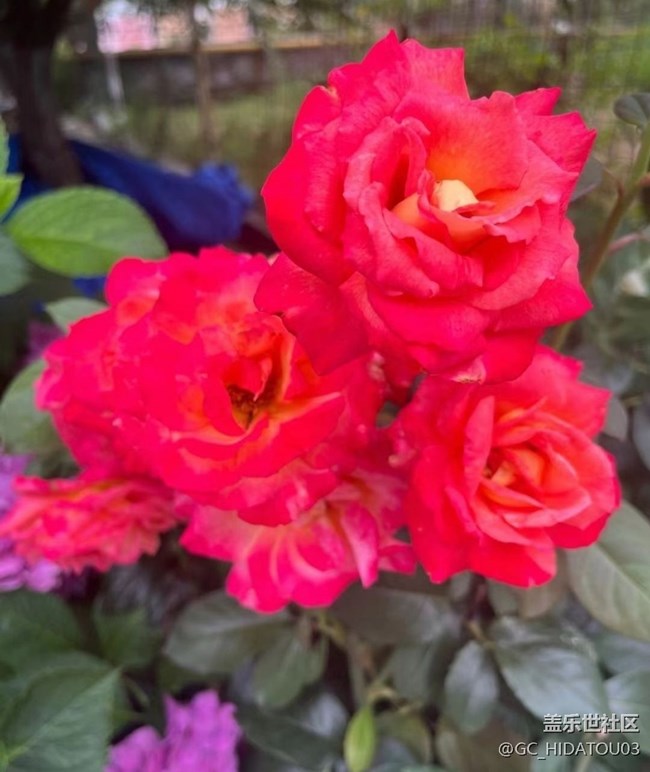 【初夏的颜色】美丽花儿