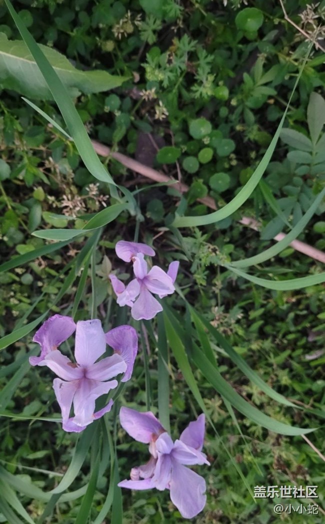 【初夏的颜色】三色花