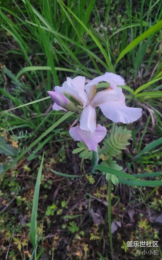 【初夏的颜色】三色花