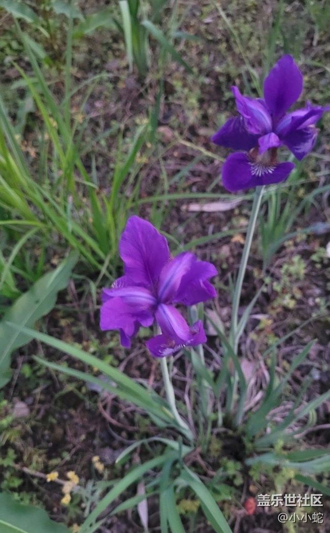 【初夏的颜色】三色花