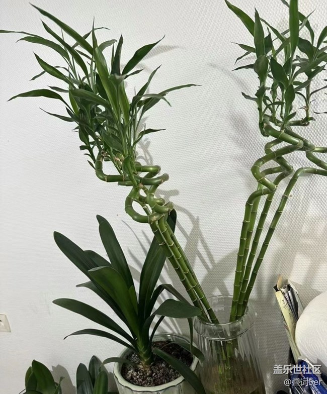 【记录每一帧】小盆栽