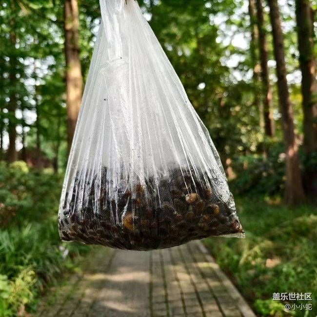 【我的旅行日记】西湖一日游