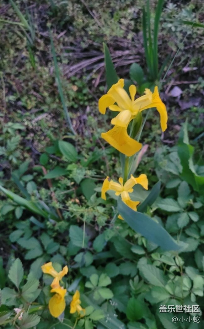 【初夏的颜色】三色花