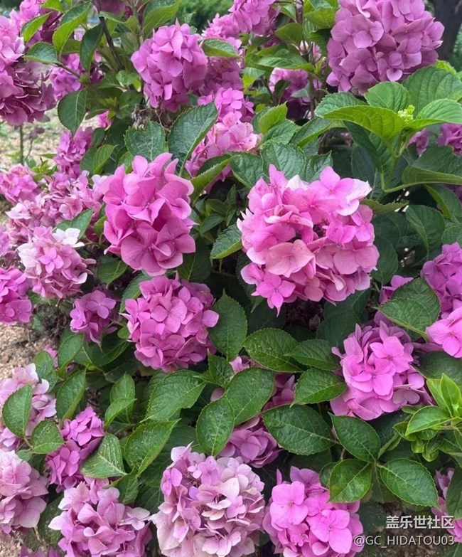 【初夏的颜色】美丽花儿