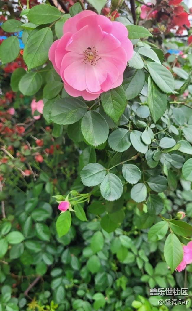 【捕捉初夏之美】花的味道