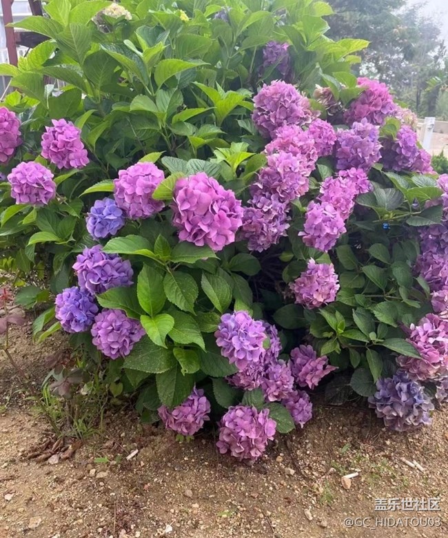 【初夏的颜色】美丽花儿