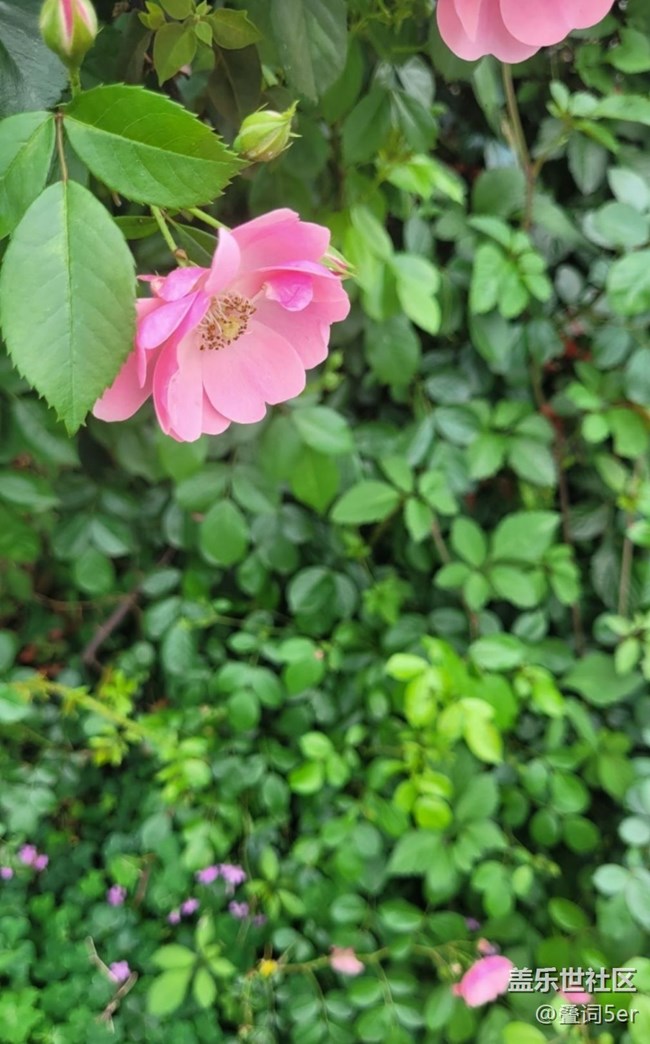 【捕捉初夏之美】花的味道
