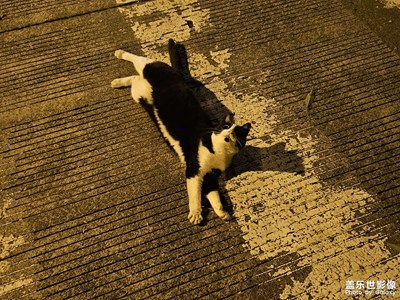 【三星手机的夜景】夜晚遇见小猫咪