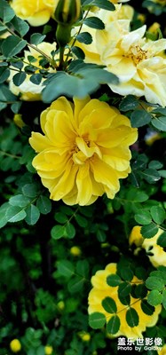 刺梅花开