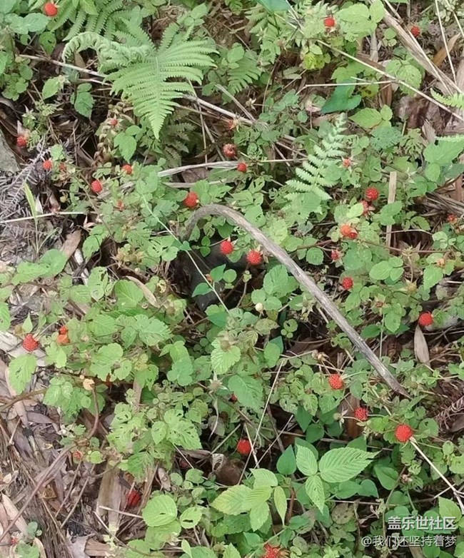 【初夏的颜色】野果
