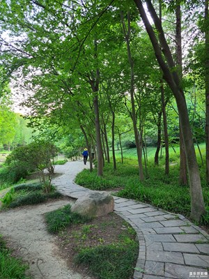 【春深夏浅】美丽林间