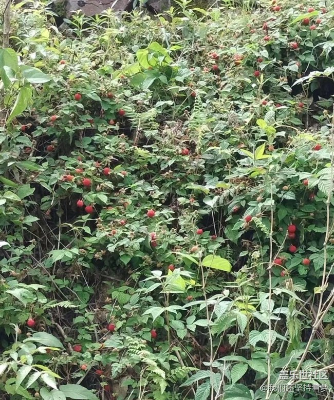 【初夏的颜色】野果