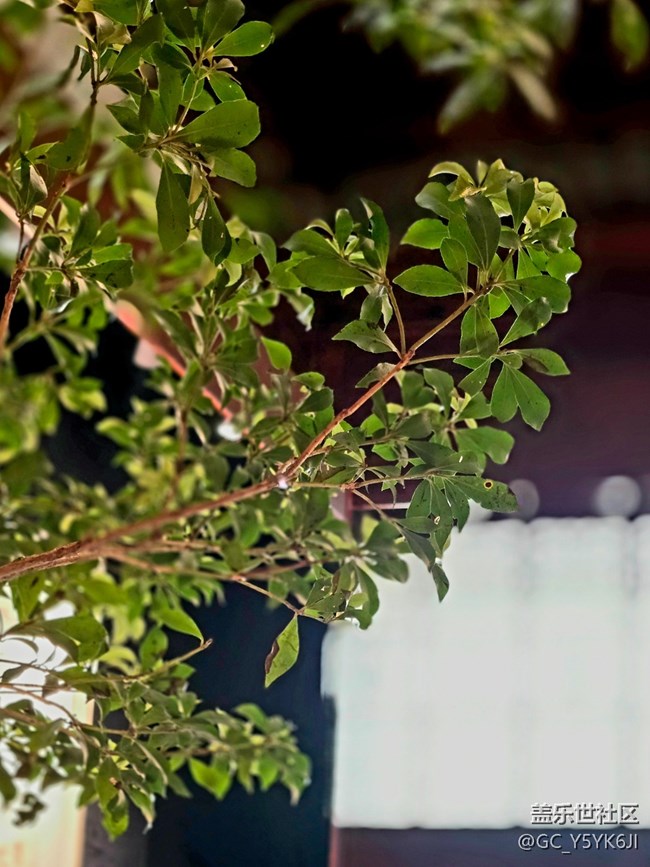 【吴昌硕纪念馆摄影活动】+静物