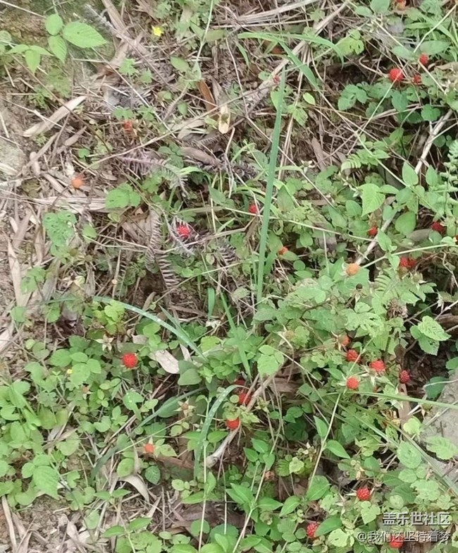 【初夏的颜色】野果