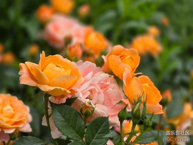 #五月的休闲时光——月季花