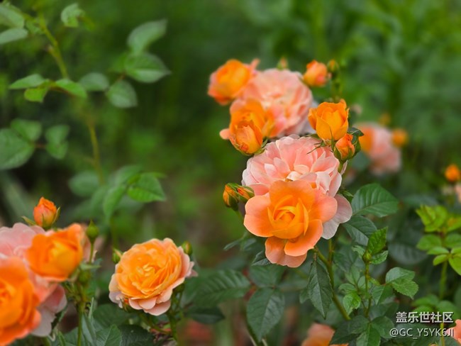 #五月的休闲时光——月季花