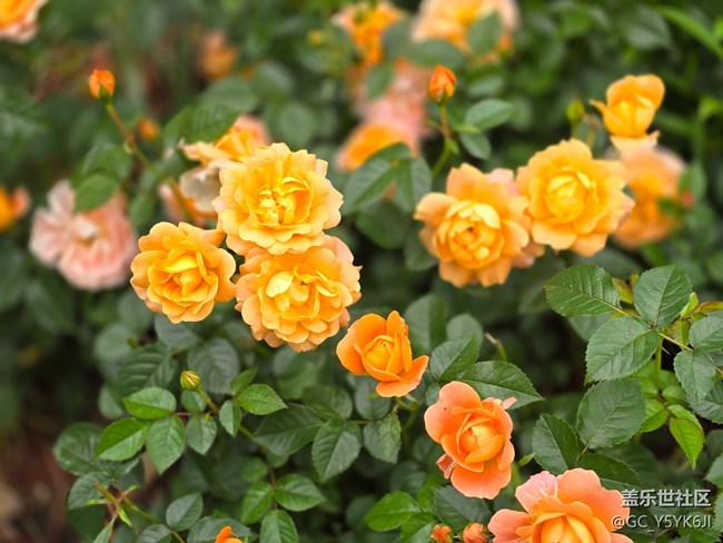 #五月的休闲时光——月季花