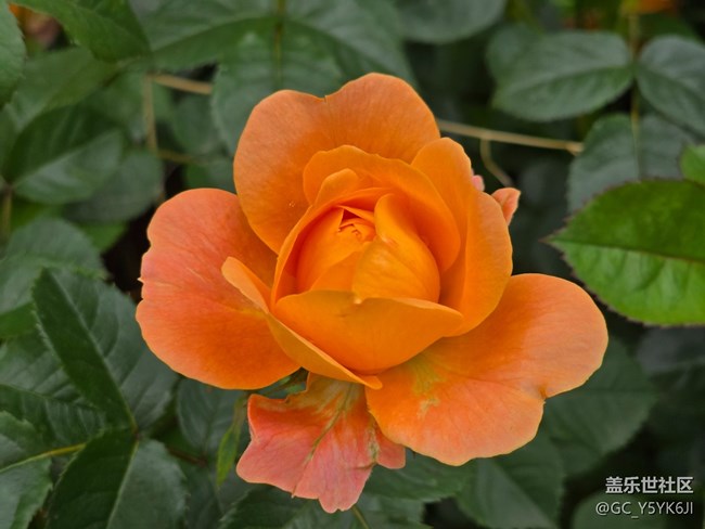 #五月的休闲时光——月季花