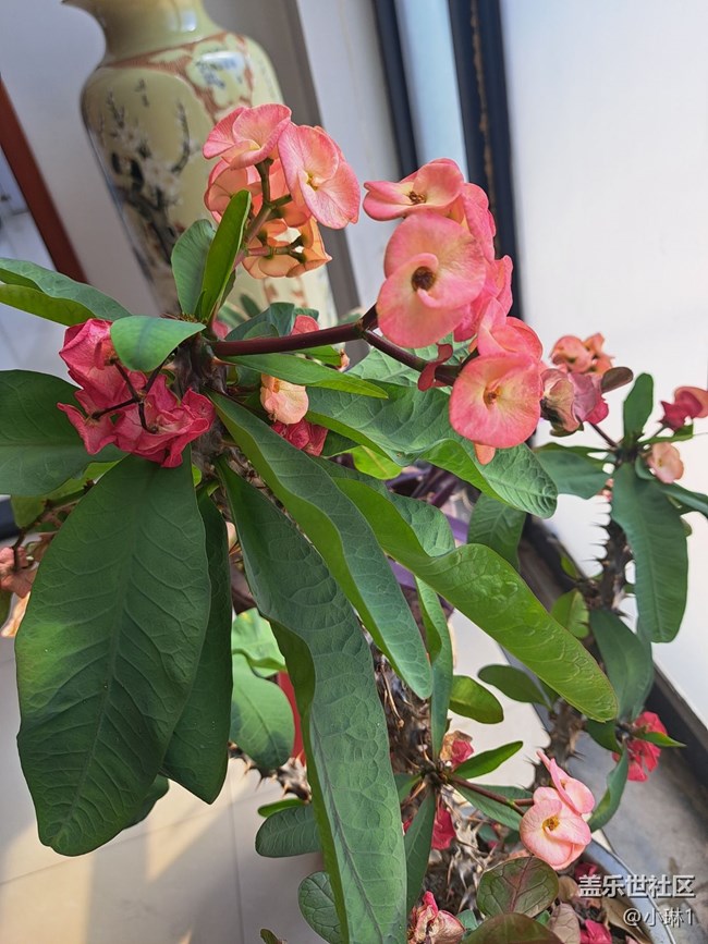 【花开春来】办公室的花